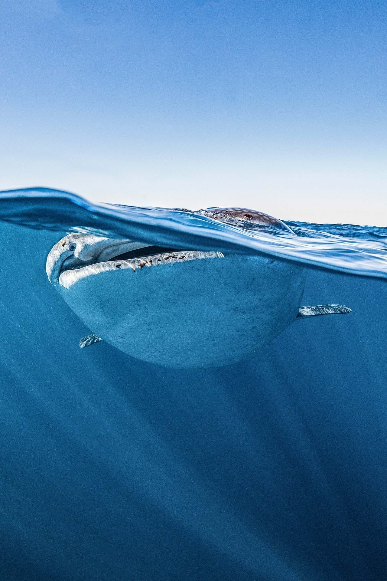 Why It's Worth Choosing An Ethical Wildlife Tour, lewis burnett, whale shark, wildlife, underwater photography