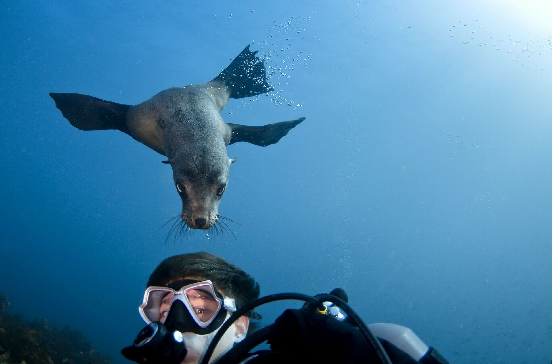 Three Action-Packed NSW Road Trips for People Who Seize the Day, photo provided by DNSW, scuba diving, seal, Narooma, Montague Island