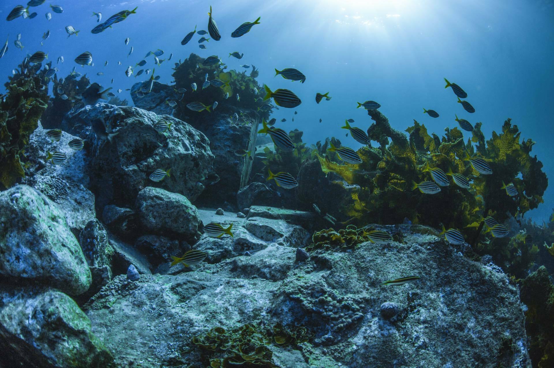 Three Action-Packed NSW Road Trips for People Who Seize the Day, photo provided by DNSW, underwater, fish, Bushrangers Bay