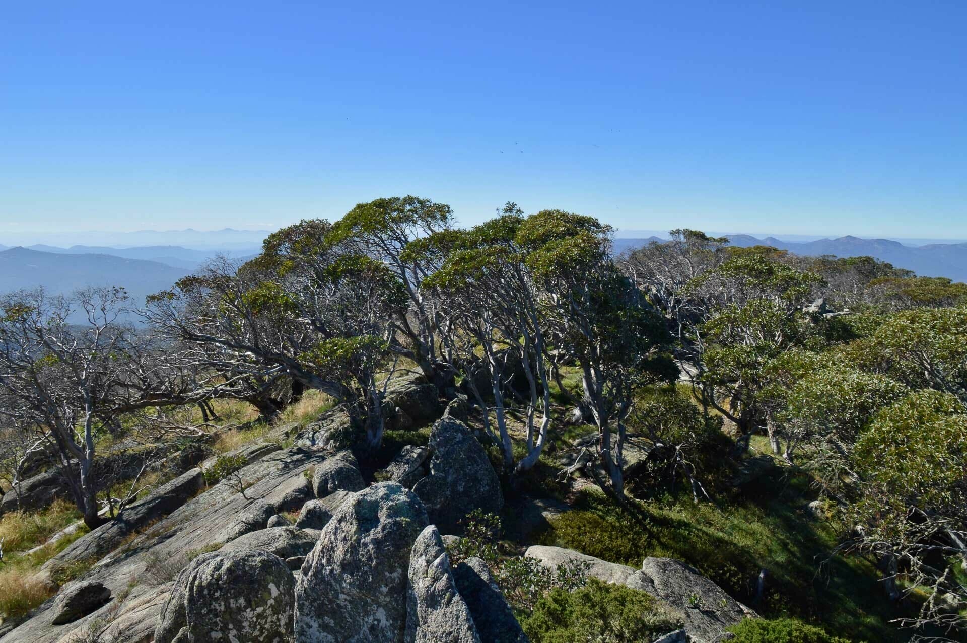 Snow gums and granite boulders on the Mt Gingera summit, Fast & Light – A Mt Gingera Overnight Hike in Under 24 Hours, Alice Wisse, ultralight, australian capital territory