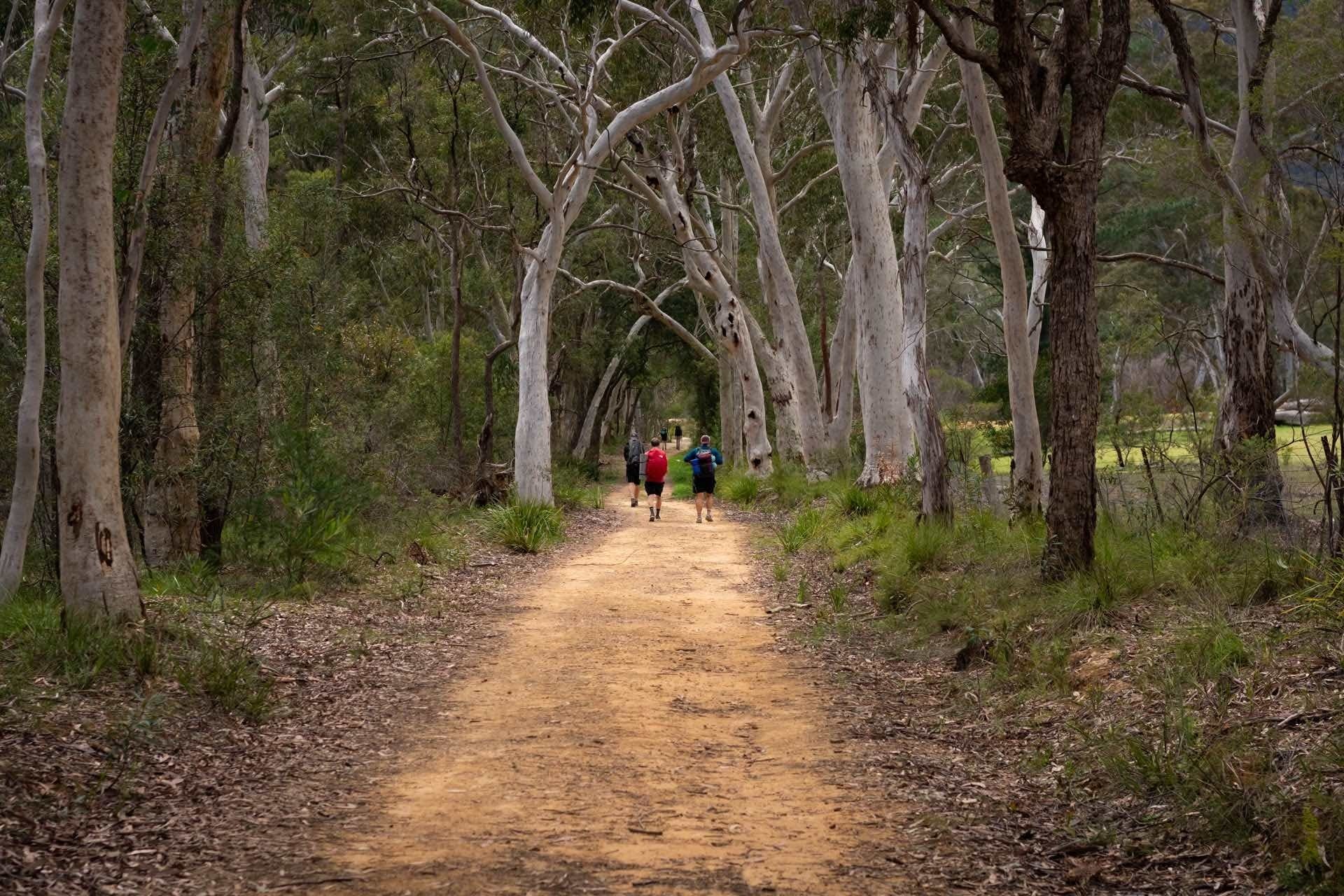 Overnight Hike From Katoomba to Cox's River Campground, Matt Pearce, Six Foot Track, trail, man, hike, forest