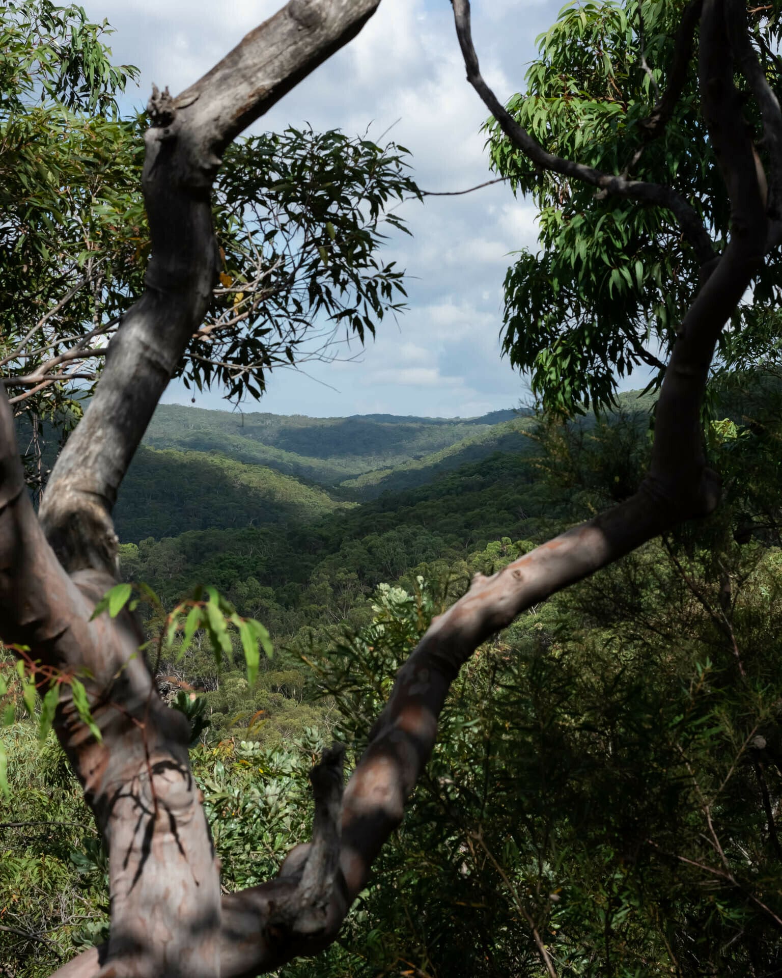 Is AllTrails Pro a Hiking App Worth Paying For?, Photos by Matt Pearce, Bullawarring track, heathcote national park, nsw, hikes near sydney