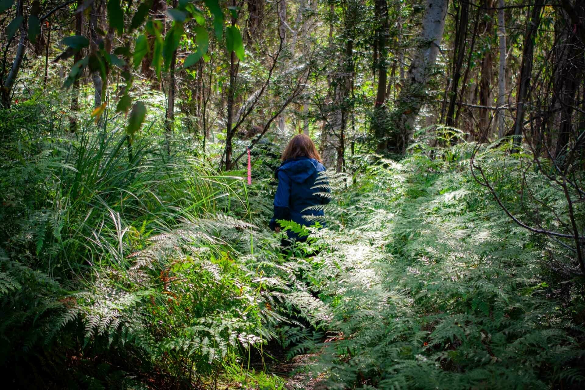 How To Walk Among Some of the World’s Tallest Trees in Tassie, tolkien tall trees, styx river conservation park, tasmania