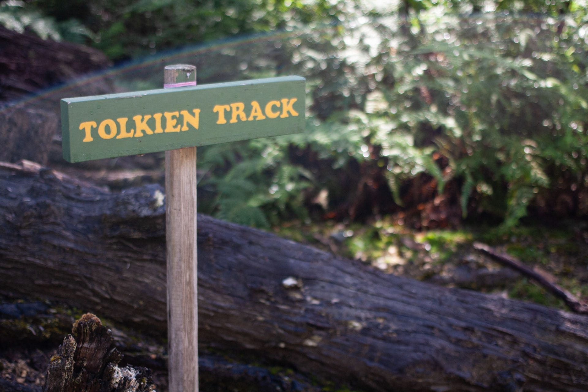How To Walk Among Some of the World’s Tallest Trees in Tassie, tolkien tall trees, styx river conservation park, tasmania