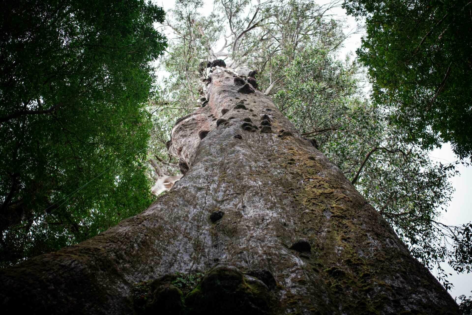 Gandalf's Staff,,How To Walk Among Some of the World’s Tallest Trees in Tassie, tolkien tall trees, styx river conservation park, tasmania