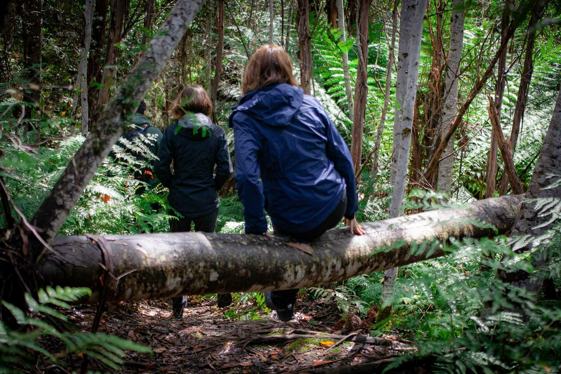 How To Walk Among Some of the World’s Tallest Trees in Tassie, tolkien tall trees, styx river conservation park, tasmania