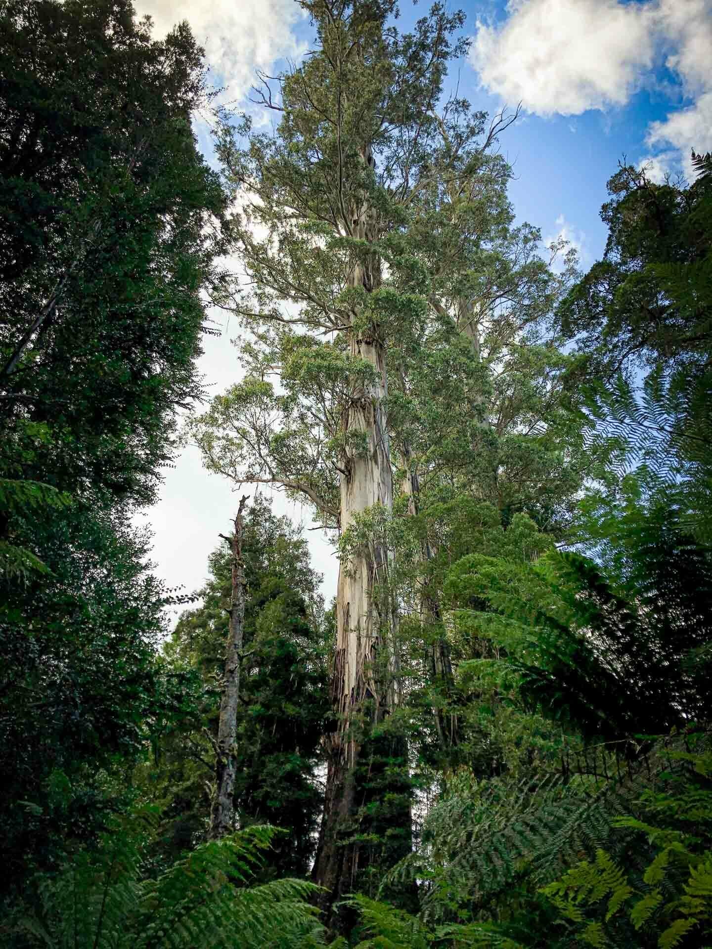 black gate, How To Walk Among Some of the World’s Tallest Trees in Tassie, tolkien tall trees, styx river conservation park, tasmania