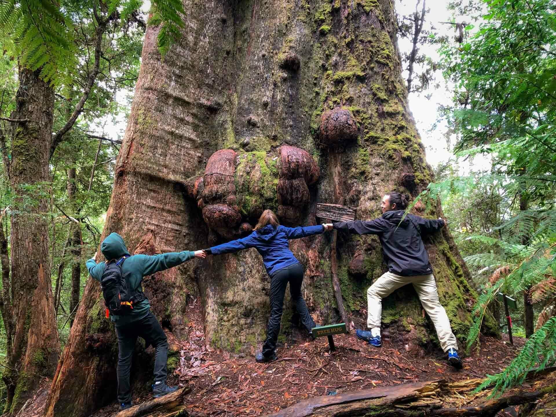 gandalf's staff, How To Walk Among Some of the World’s Tallest Trees in Tassie, tolkien tall trees, styx river conservation park, tasmania