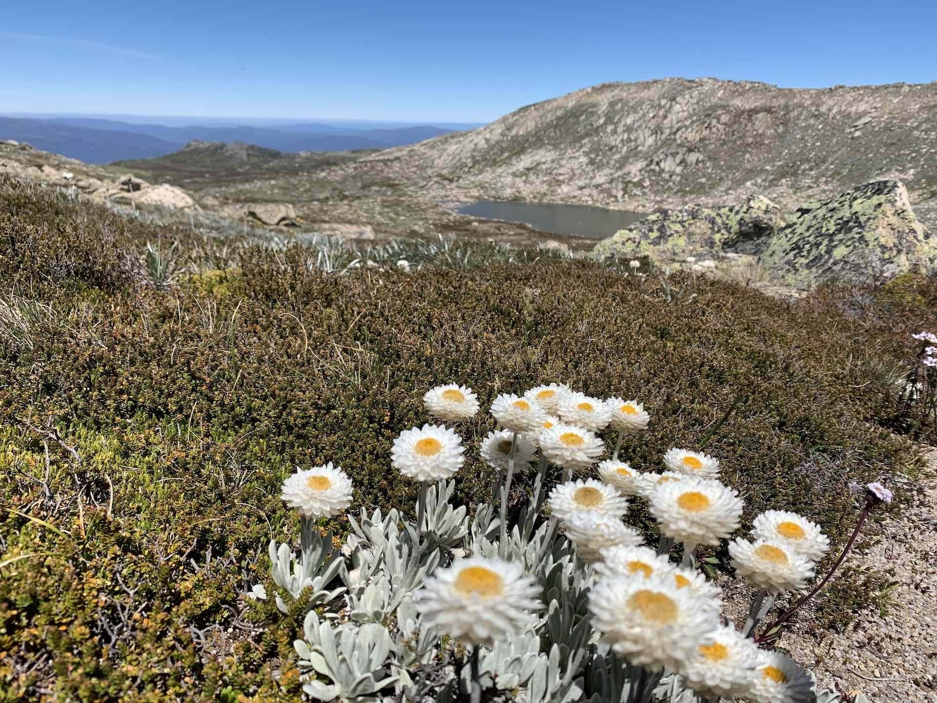 Take The Chairlift From Thredbo And Hike to The Summit of Mt Kosciuszko, Alex Parsons, Snowy Mountains, wildflowers, Lake Cootapatamba, Alpine sunrays