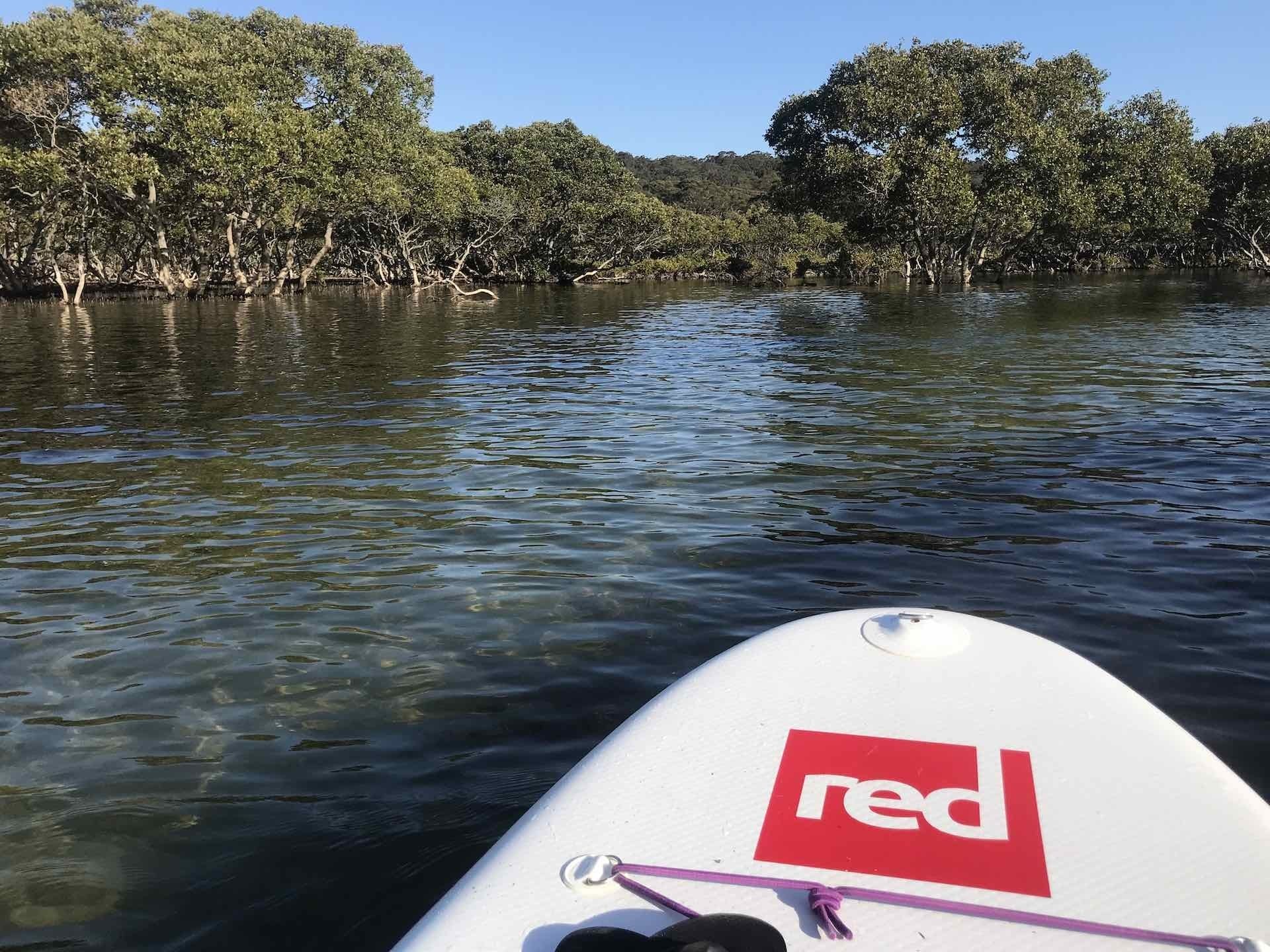 5 Best Places to Stand Up Paddle Board Around Sydney (Out of The Ocean), photo by She SUPs, Cabbage Tree Basin