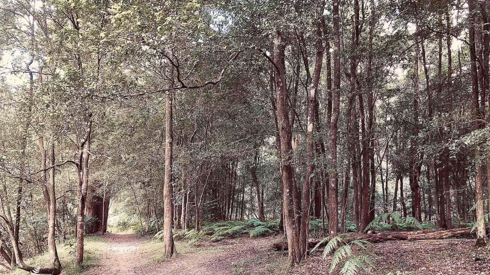 4 Great North Walk Day Hikes to Tackle This Weekend, Steph Henderson, Berowra, forest, grove