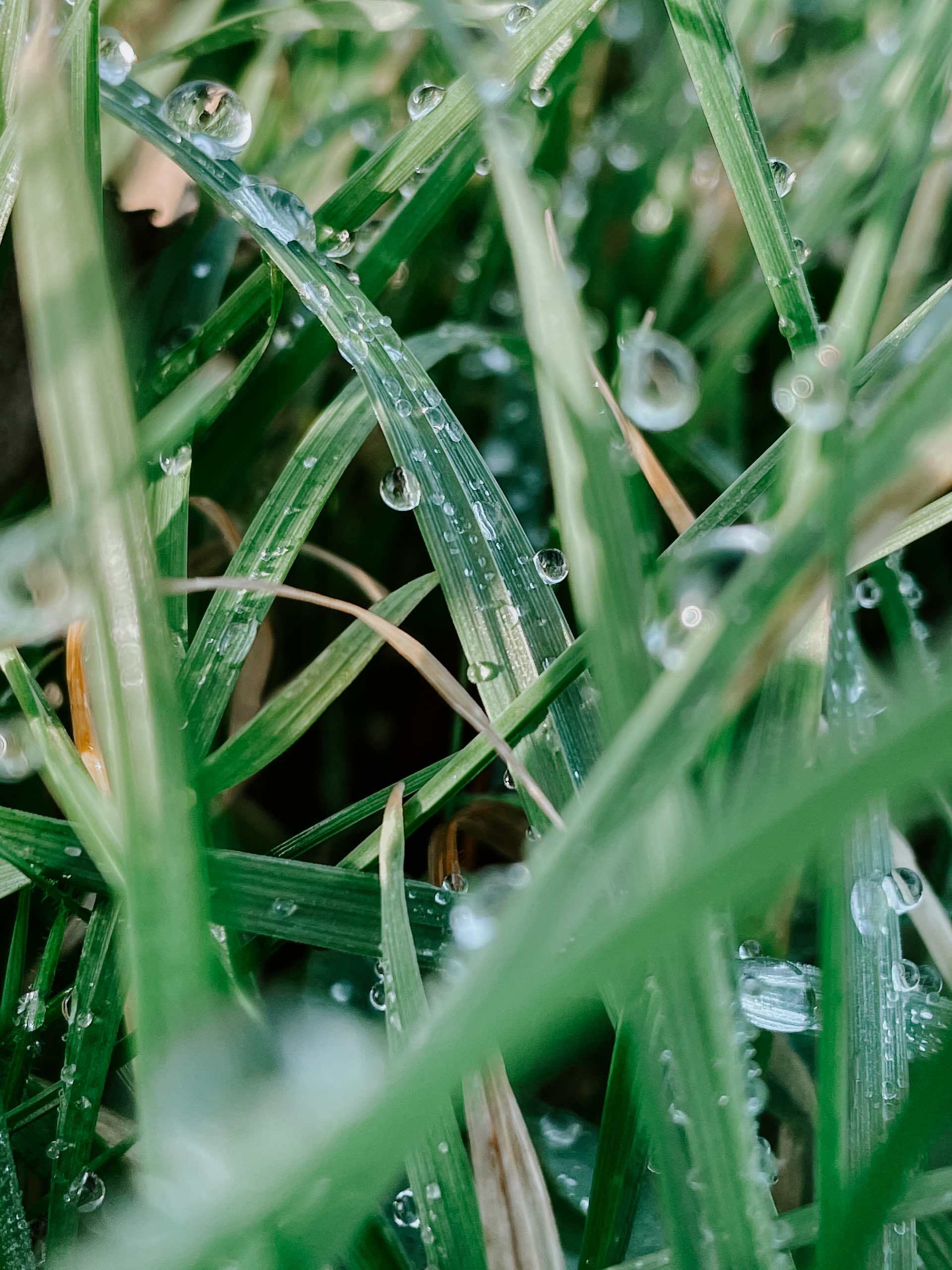 How to read the weather, dewy grass, photo by @mattseymour