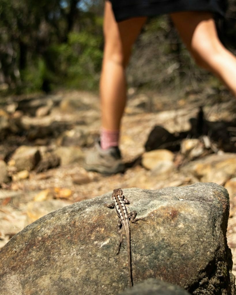 Conquering The Couranga Walking Track, Matt Pearce, Royal National Park, lizard, hike