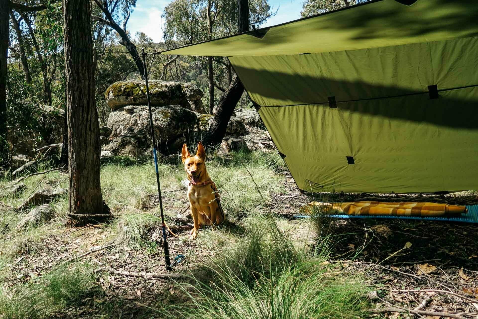 How To Camp Under a Tarp, kale munro, tarp camping, shelter, dog
