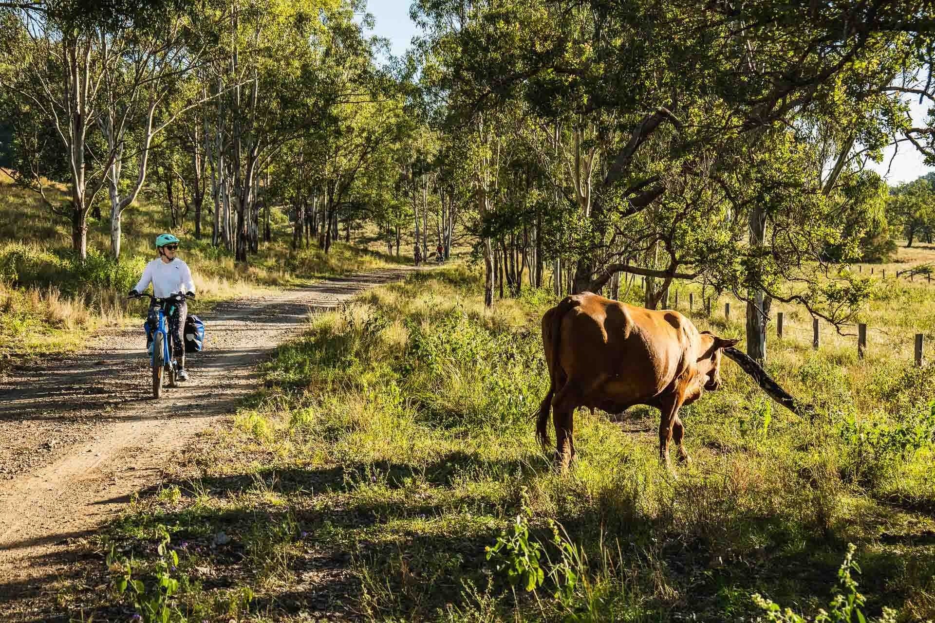 Beers, bakeries and barely any uphill? Cycling the 161km Brisbane Valley Rail Trail - Lachlan Gardiner: Cycling, QLD, BVRT, Cow