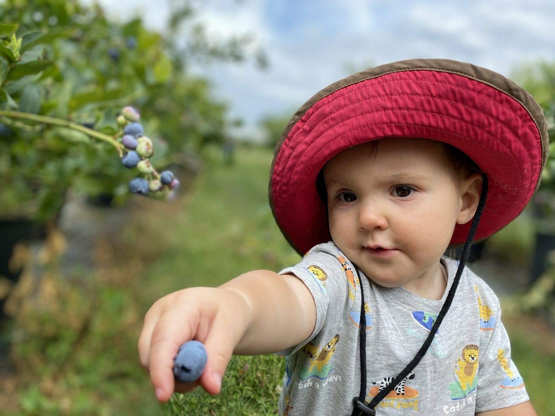 How To Travel Tasmania With Your Adventure Family - Sarah Tayler, Blueberries, Child, Family, Foraging, Food