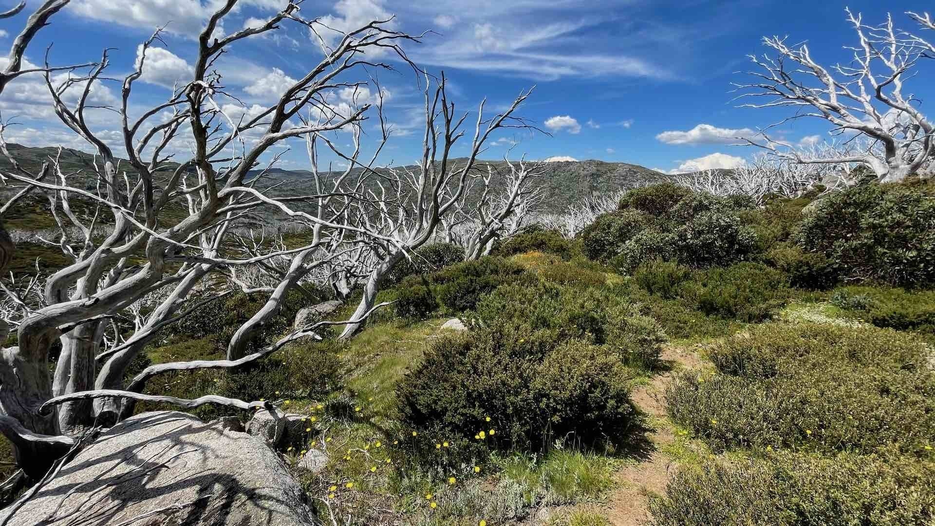 Kosciusko to Kiandra – Hiking The Snowy Mountains in Summer, Wendy Bruere, trees, trail, backcountry