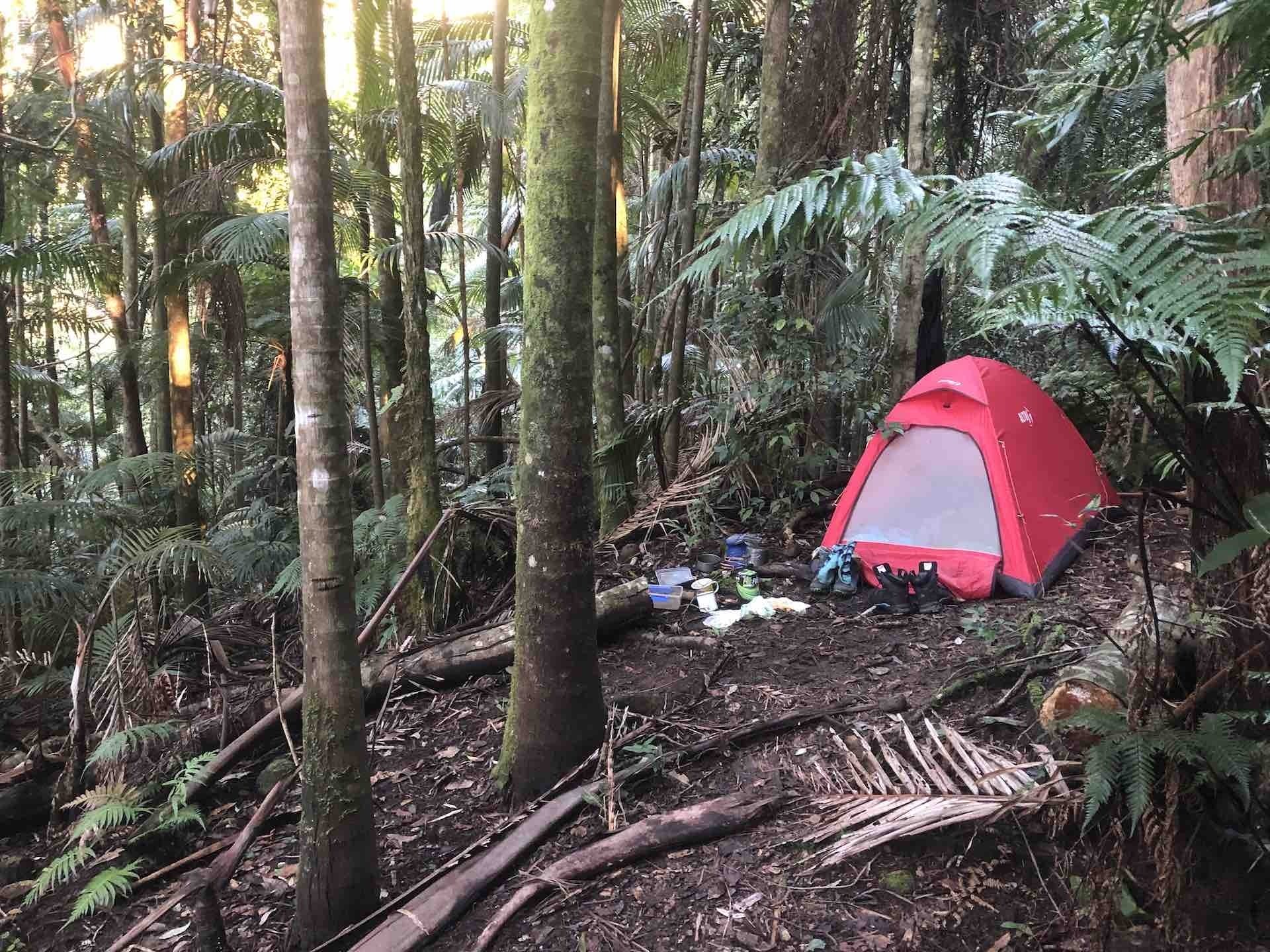 Off The Beaten (Historic Nightcap) Track – Byron Bay’s Best Hidden Hike, Alice Forrest, camping, tent, rainforest, palm