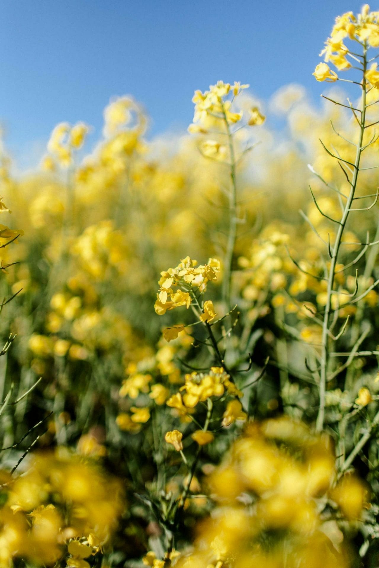 Find Canola Fields in York Just 2 Hours From Perth, photo by Rebecca Lee Creative, canola, wildflowers