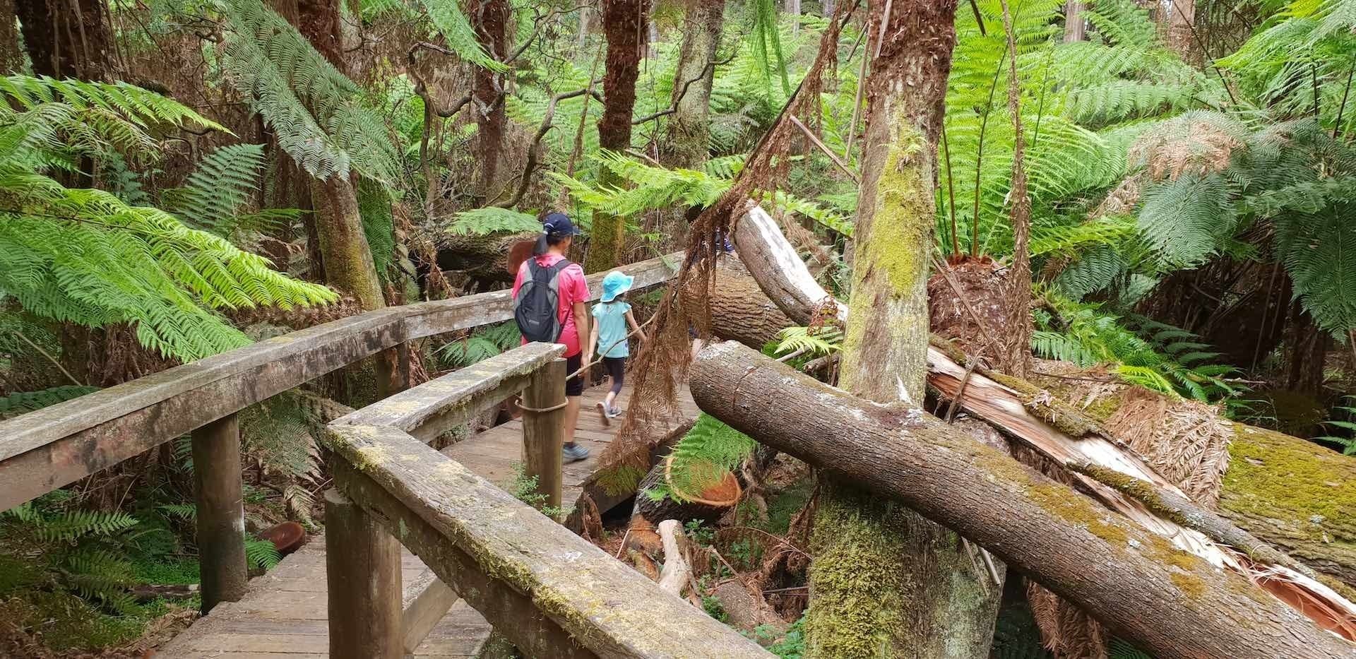 Victoria Has a New 72km Walk Through the Dandenong Ranges - Jason Williams, Dandenong Ranges,