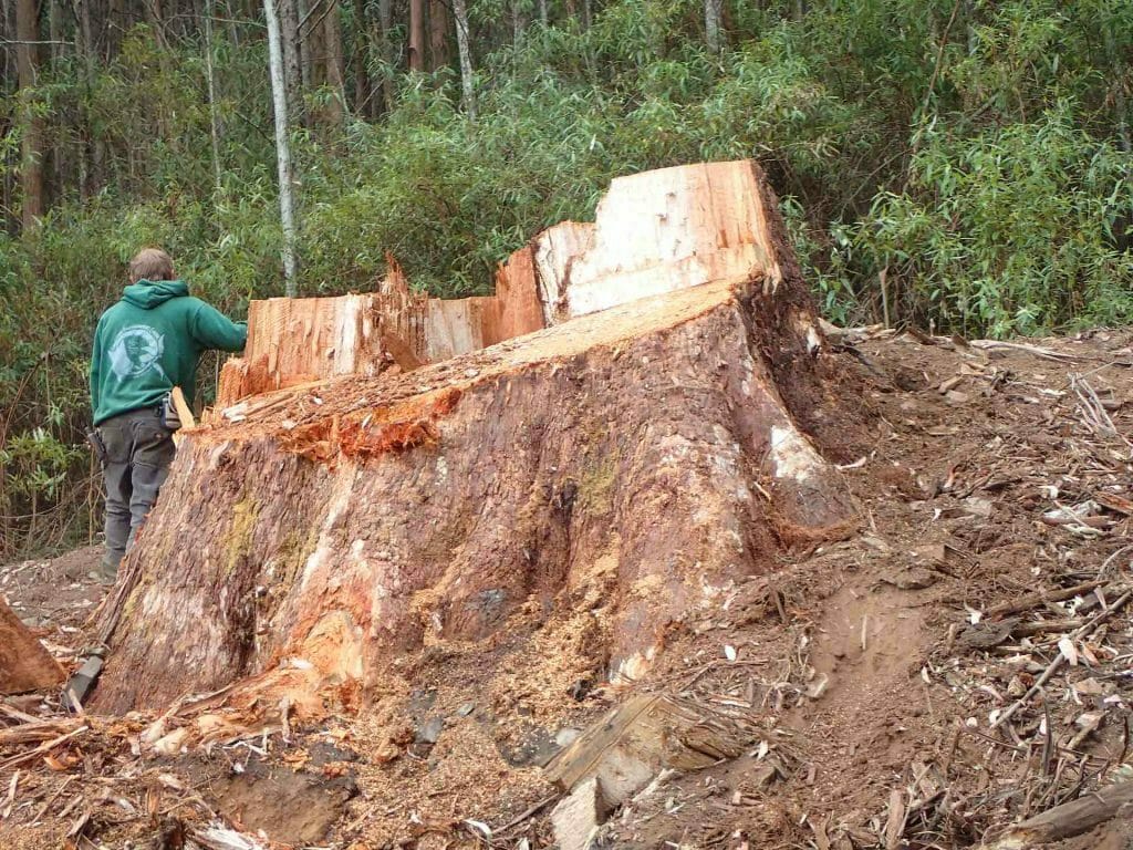 Five Reasons to Care About the Errinundra Plateau in East Gippsland - Tiff Tarrant, Rainforest, trees, logging, deforestation