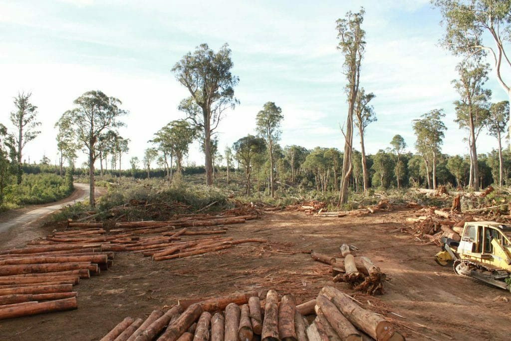 Five Reasons to Care About the Errinundra Plateau in East Gippsland - Tiff Tarrant, Rainforest, trees, logging, deforestation