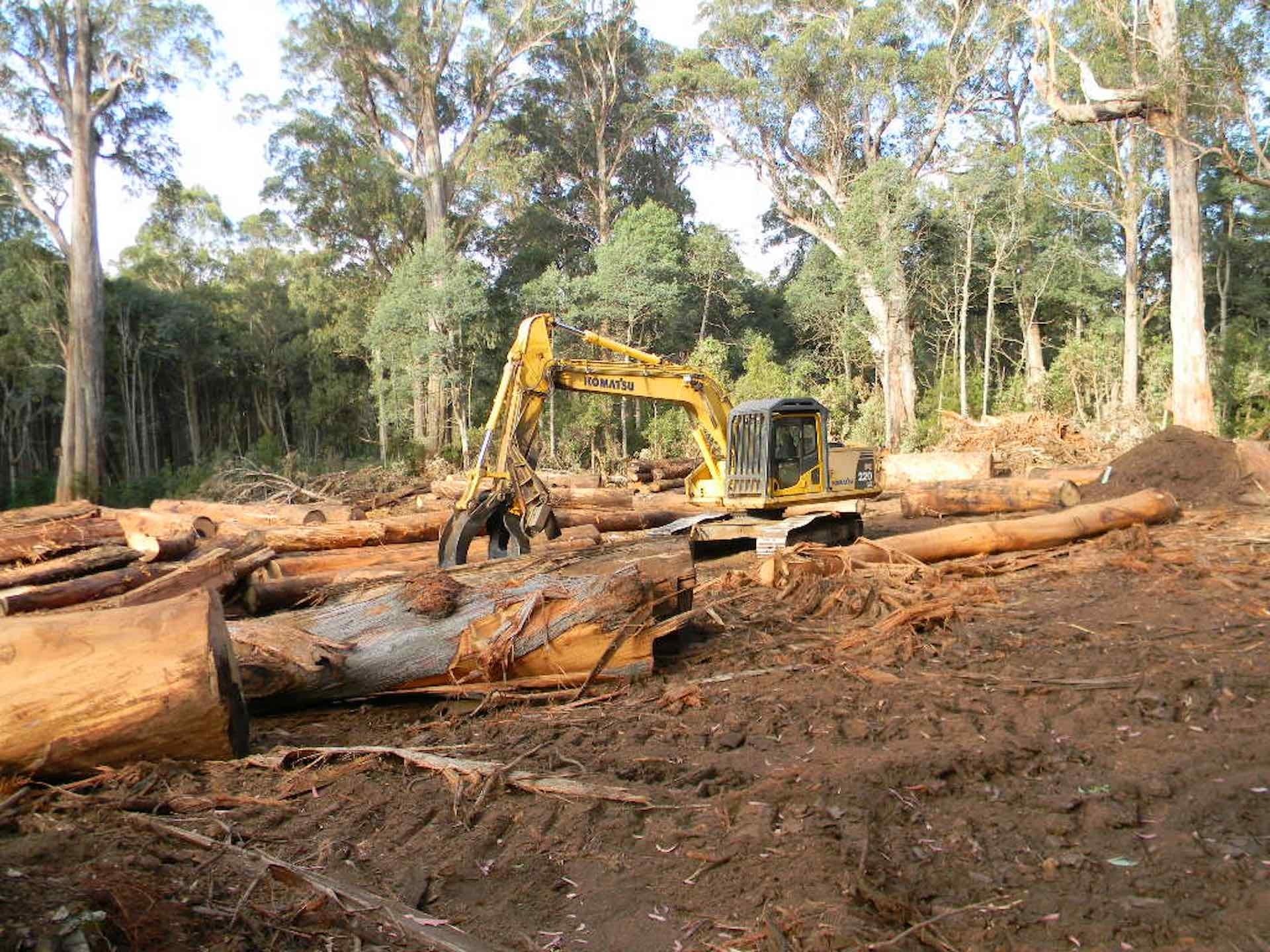 Five Reasons to Care About the Errinundra Plateau in East Gippsland - Tiff Tarrant, Rainforest, trees, logging, deforestation