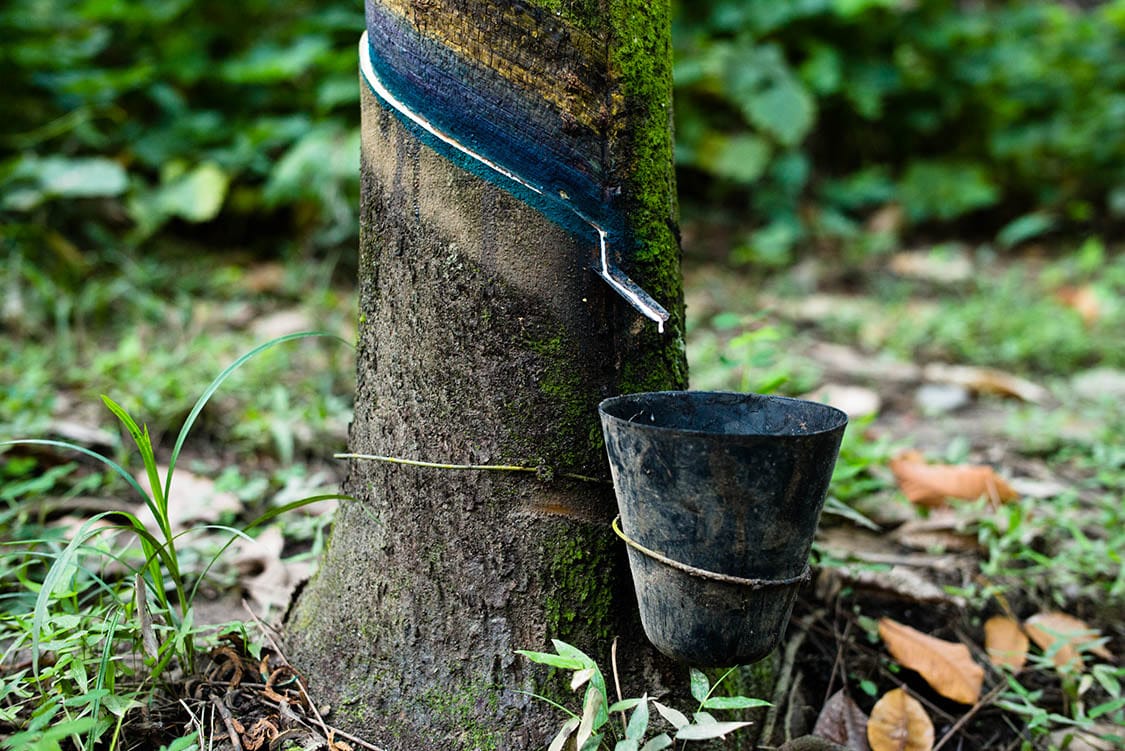 Eco Friendly Wetsuits – Enter The Green Room, Yulex, Natural Rubber plantation