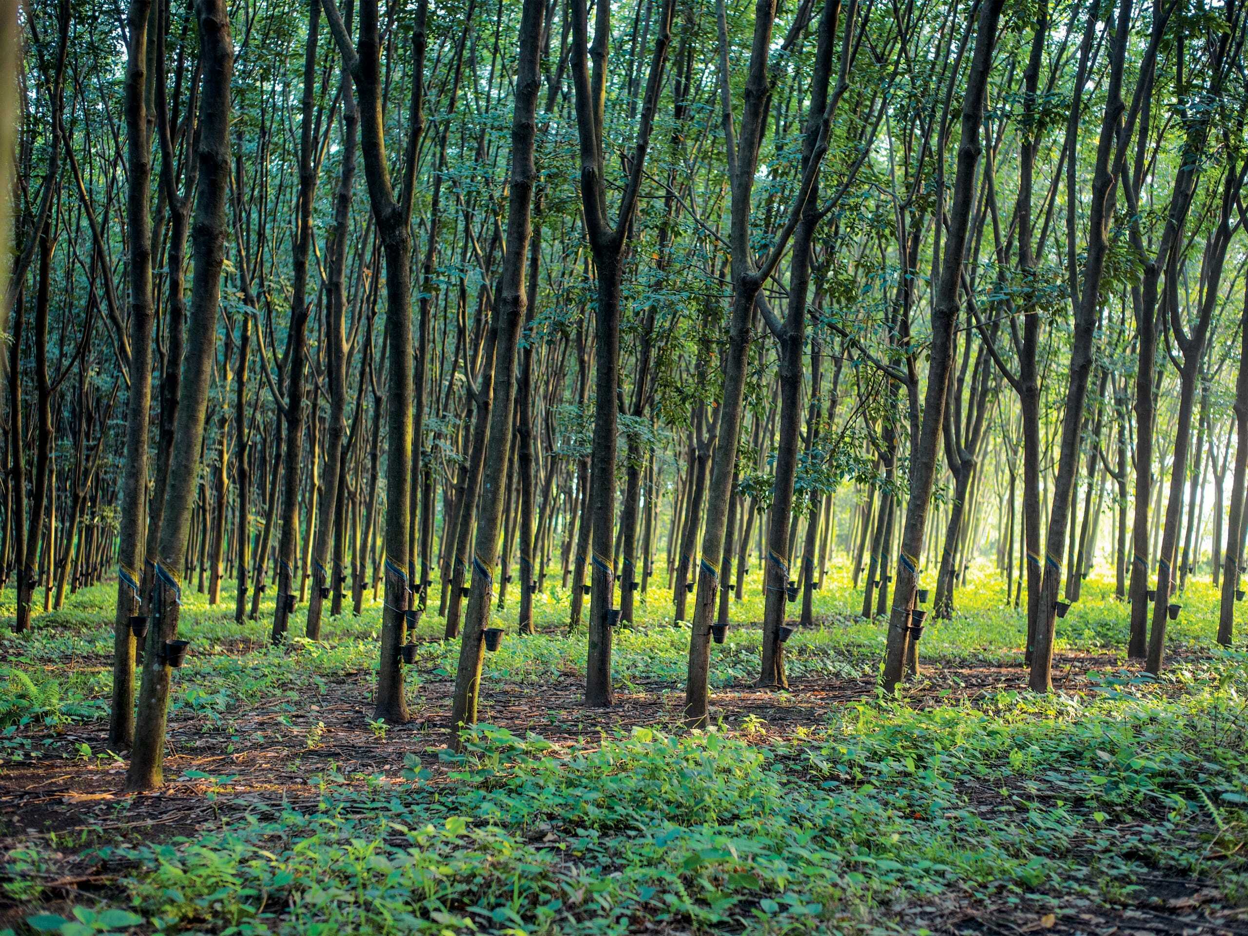 Eco Friendly Wetsuits – Enter The Green Room, Yulex, Natural Rubber plantation