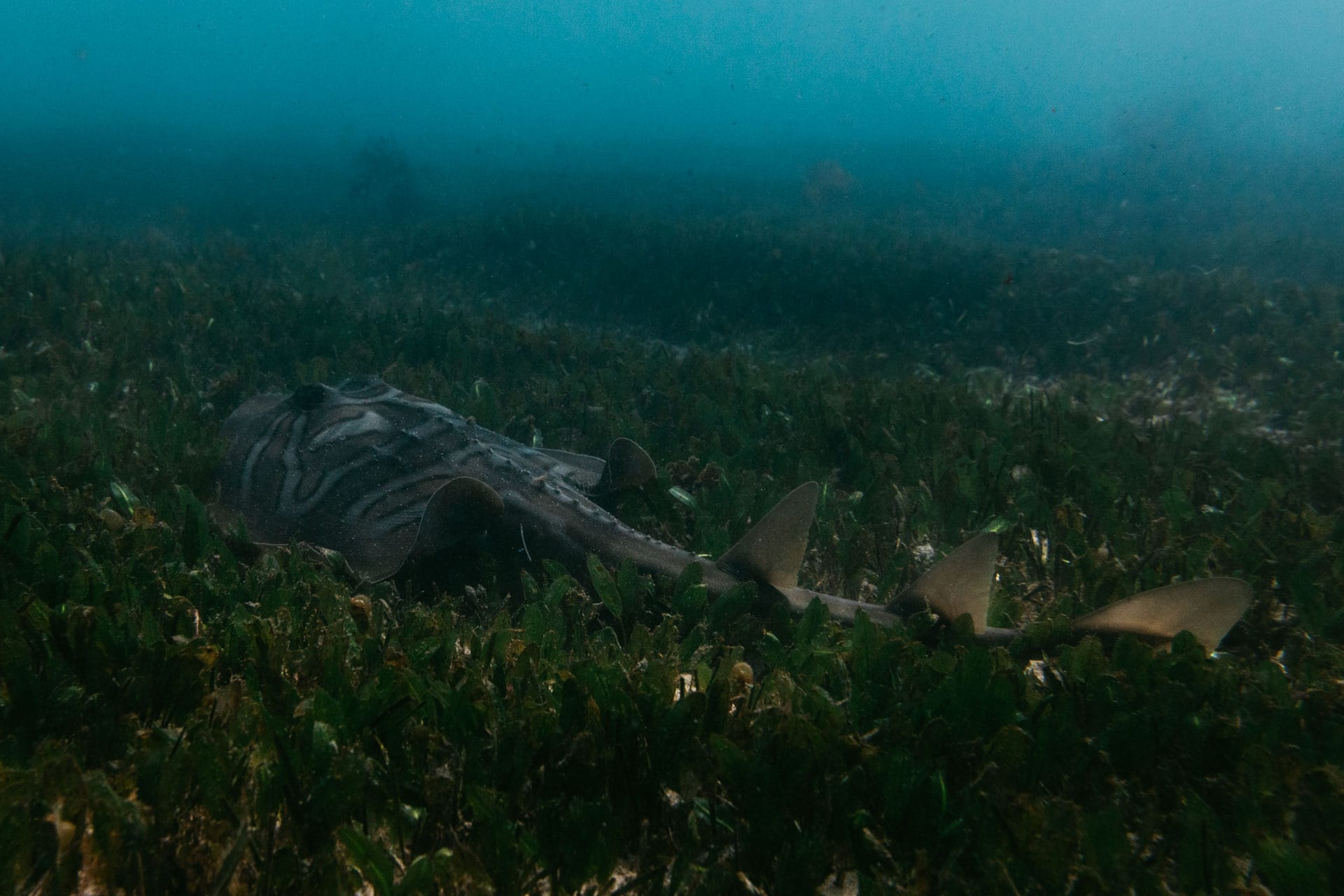Meet The Underwater Residents of Sydney’s Cabbage Tree Bay Aquatic Reserve – Photo Essay