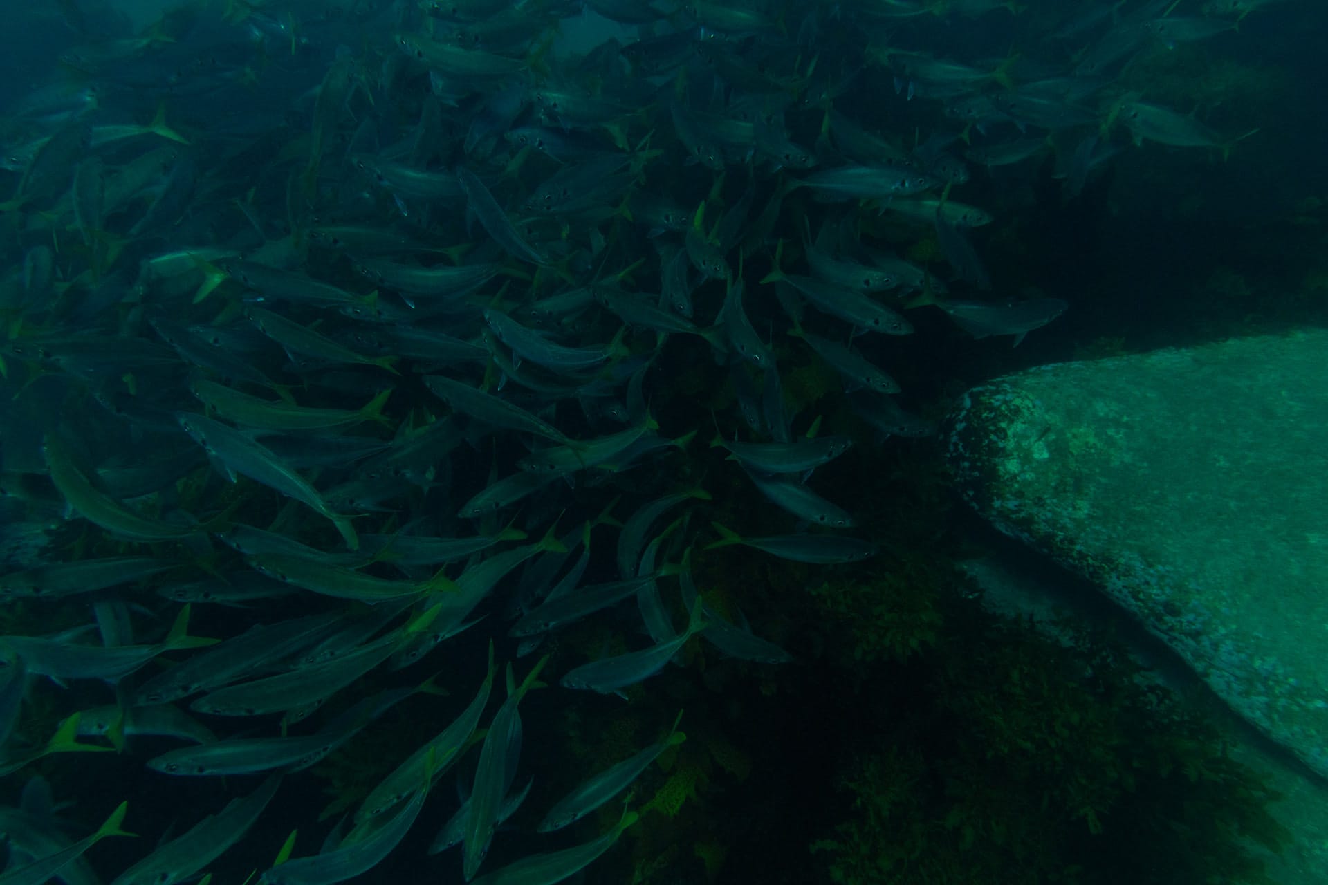 Meet The Underwater Residents of Sydney’s Cabbage Tree Bay Aquatic Reserve – Photo Essay