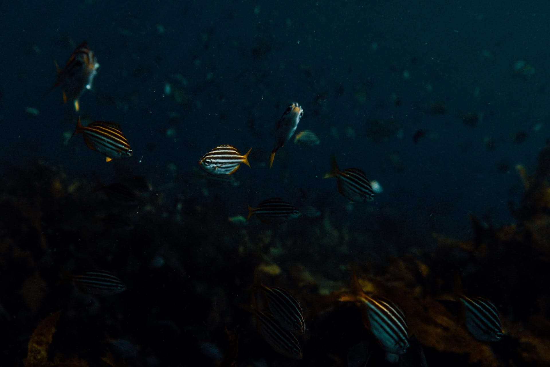 Meet The Underwater Residents of Sydney’s Cabbage Tree Bay Aquatic Reserve – Photo Essay