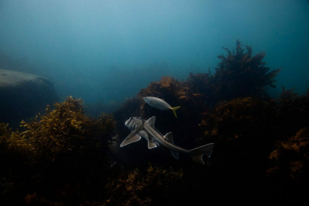 Meet The Underwater Residents of Sydney’s Cabbage Tree Bay Aquatic Reserve – Photo Essay