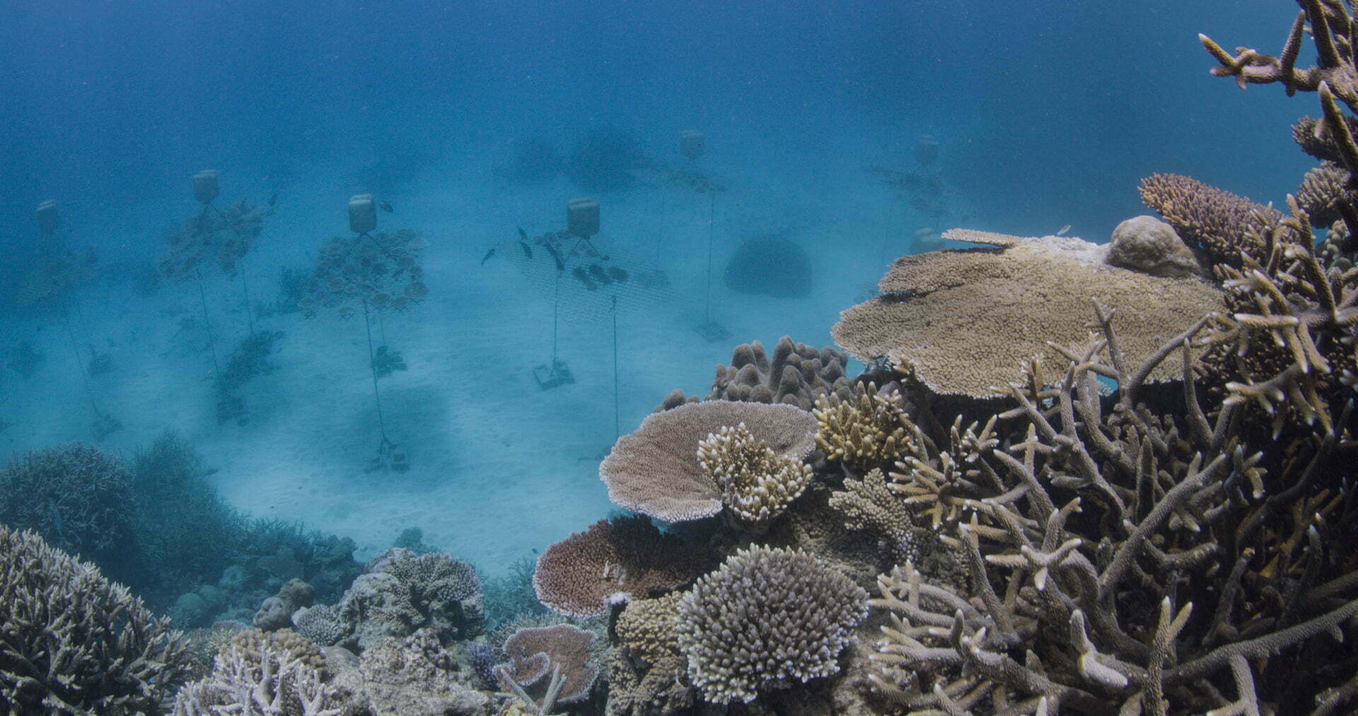 A New Spiced Rum Brand Is Helping Regrow The Great Barrier Reef, reeftip drinks co. coral growth, spawning, nursery, great barrier reef