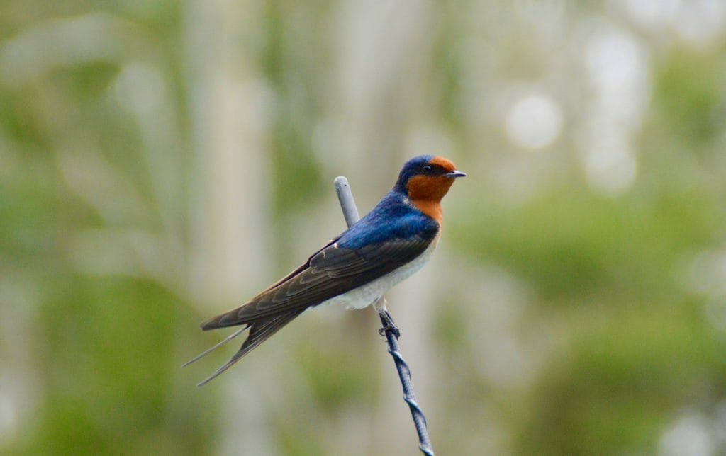 Why Birdwatching Will Improve Your Next Adventure & How To Get Started - Alice Wisse, Bird, Welcome Swallow