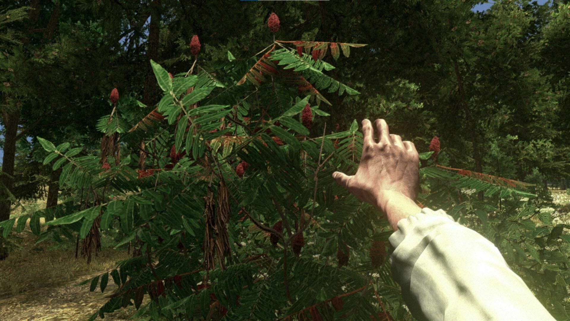 The Best Outdoor Video Games for Lockdown, Injury, or Rainy Days - Saphira Schroers, Video Games, Walden