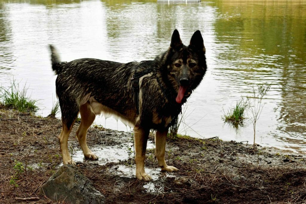 I’ve Fallen in Love With My Local Park - Em Barlow, Sydney Park, dog