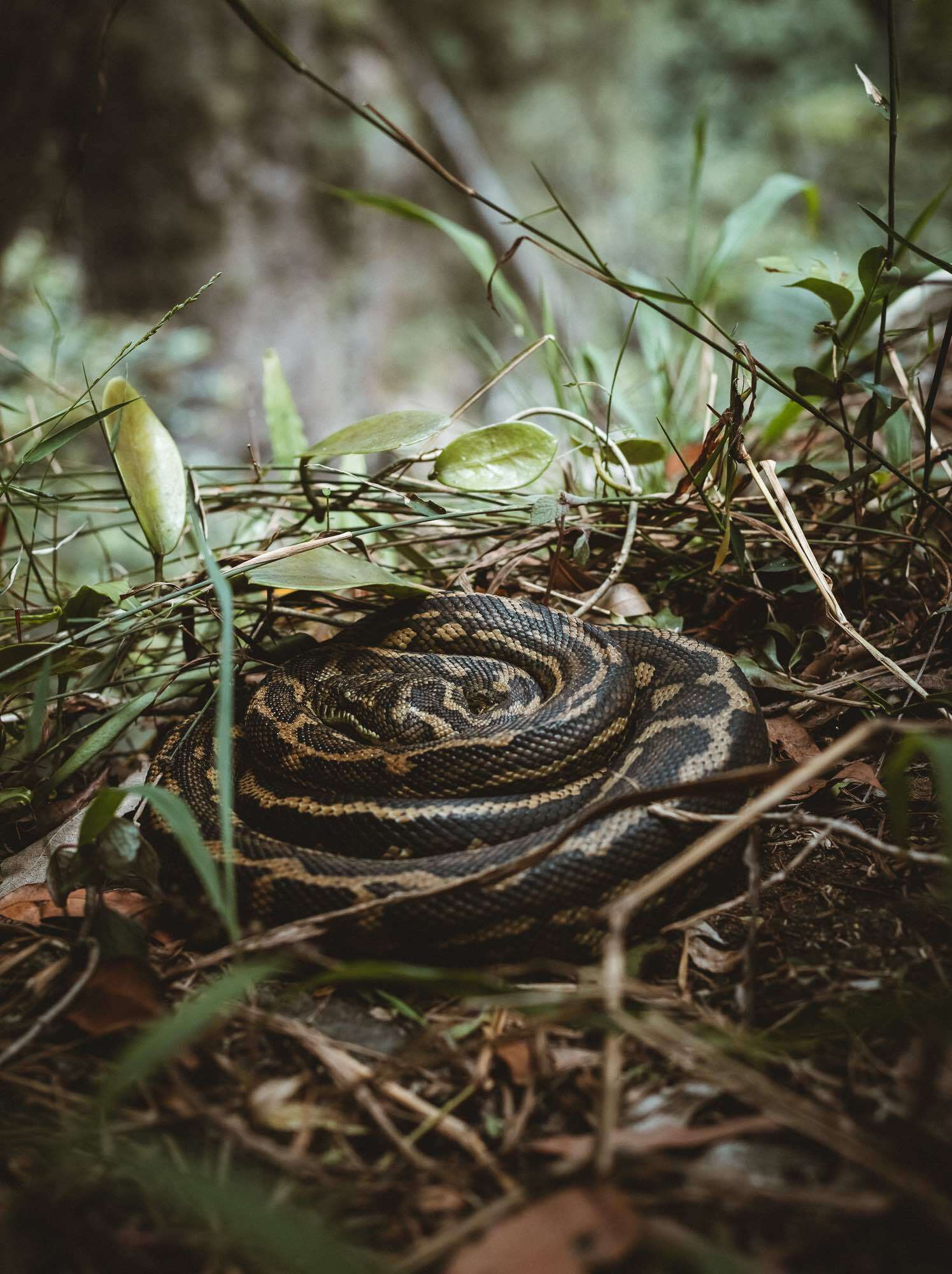 To Hells Hole and Back – E-biking Through Byron's Hinterland, photo by Henry Brydon, python, snake, forest