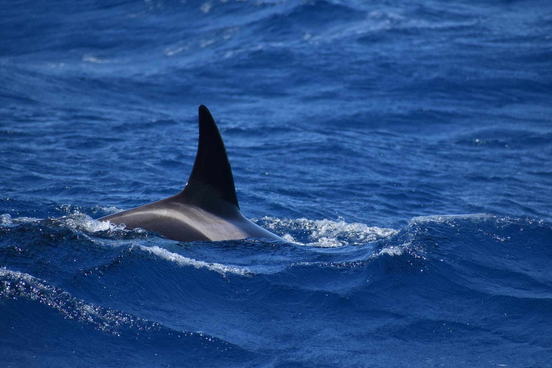 Wild Orcas in the Southern Ocean at Bremer Bay, Eva David-Boerman - Orca, Killer Whale, Whale watching, wildlife, marinelife