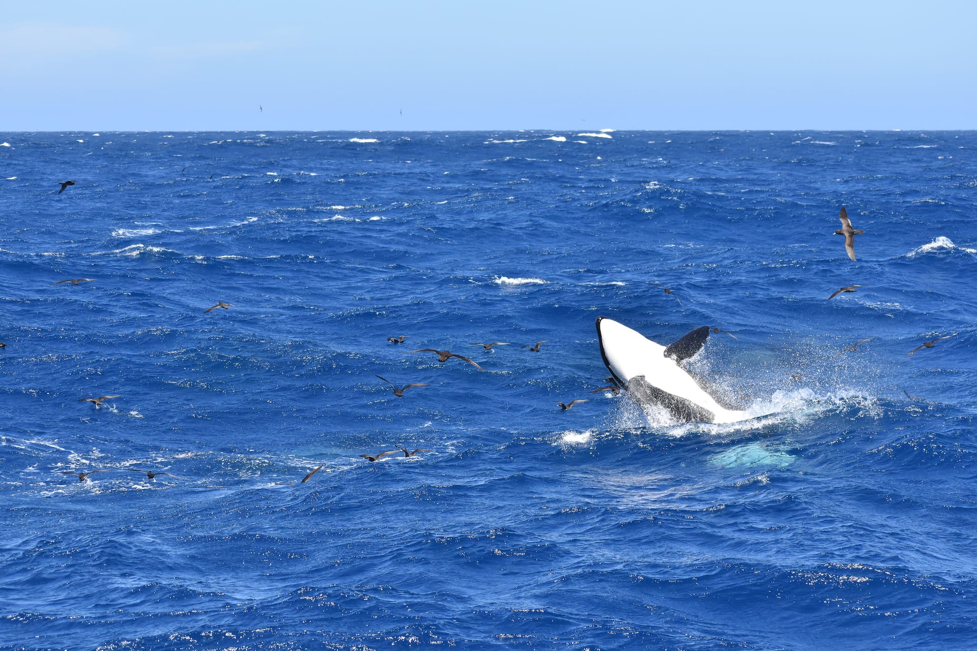 Wild Orcas in the Southern Ocean at Bremer Bay, Eva David-Boerman - Orca, Killer Whale, Whale watching, wildlife, marine life