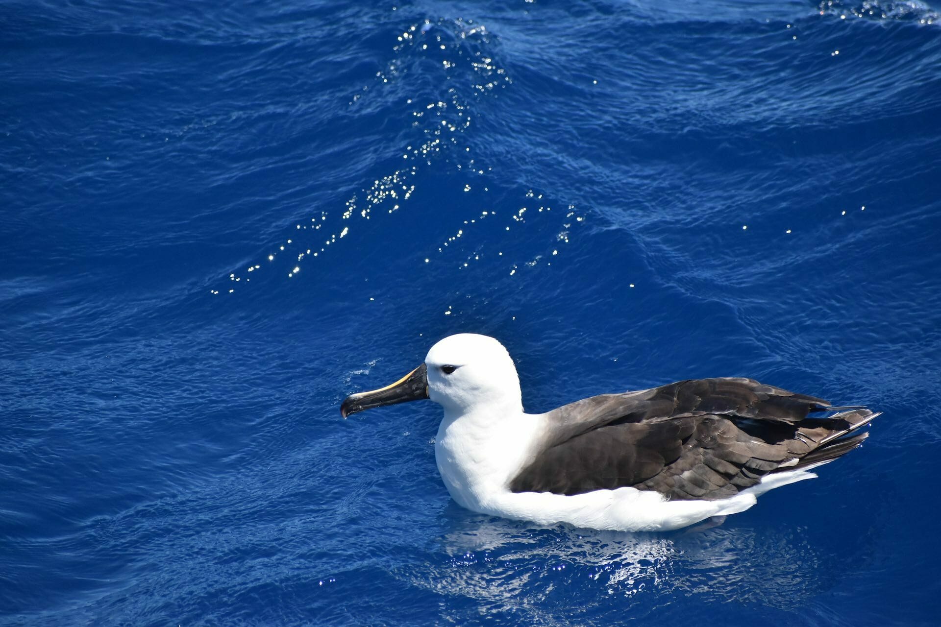 Wild Orcas in the Southern Ocean at Bremer Bay, Eva David-Boerman - Orca, Killer Whale, Whale watching, wildlife, marinelife, bird