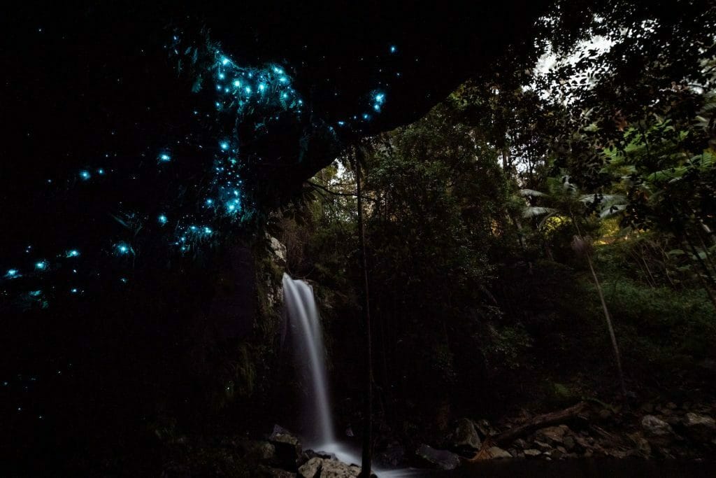 How and Why to Explore the Dark Night_Kel Sanson, - night, glow worms