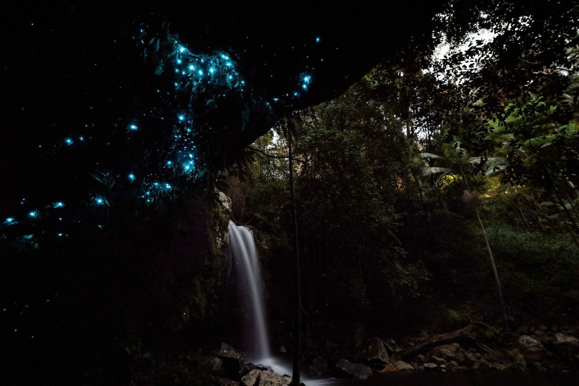 How and Why to Explore the Dark Night_Kel Sanson, - night, glow worms