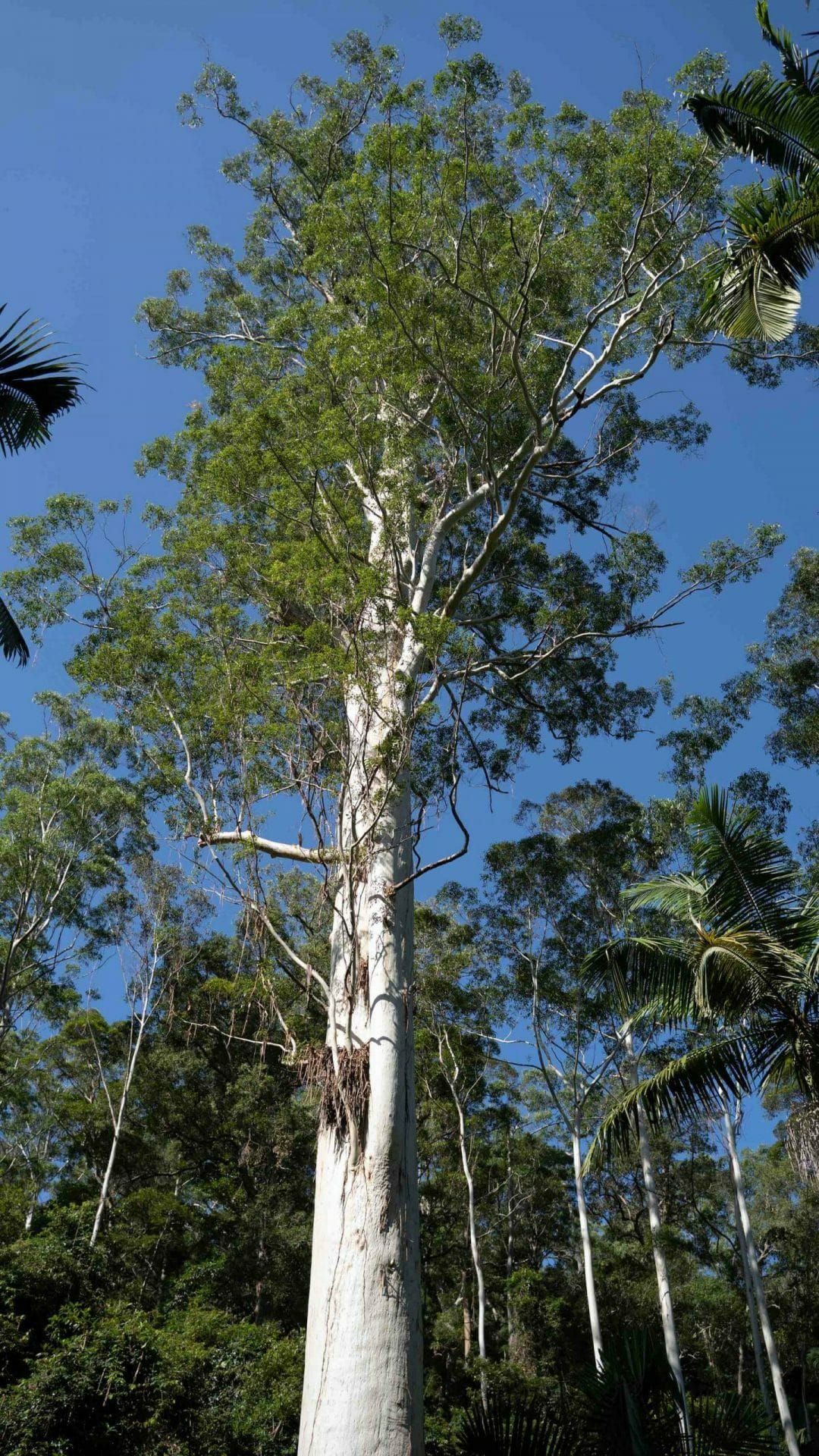 The Lakes Way Road Trip on the Barrington Coast - Nicole Banks, gum tree, The Grandis