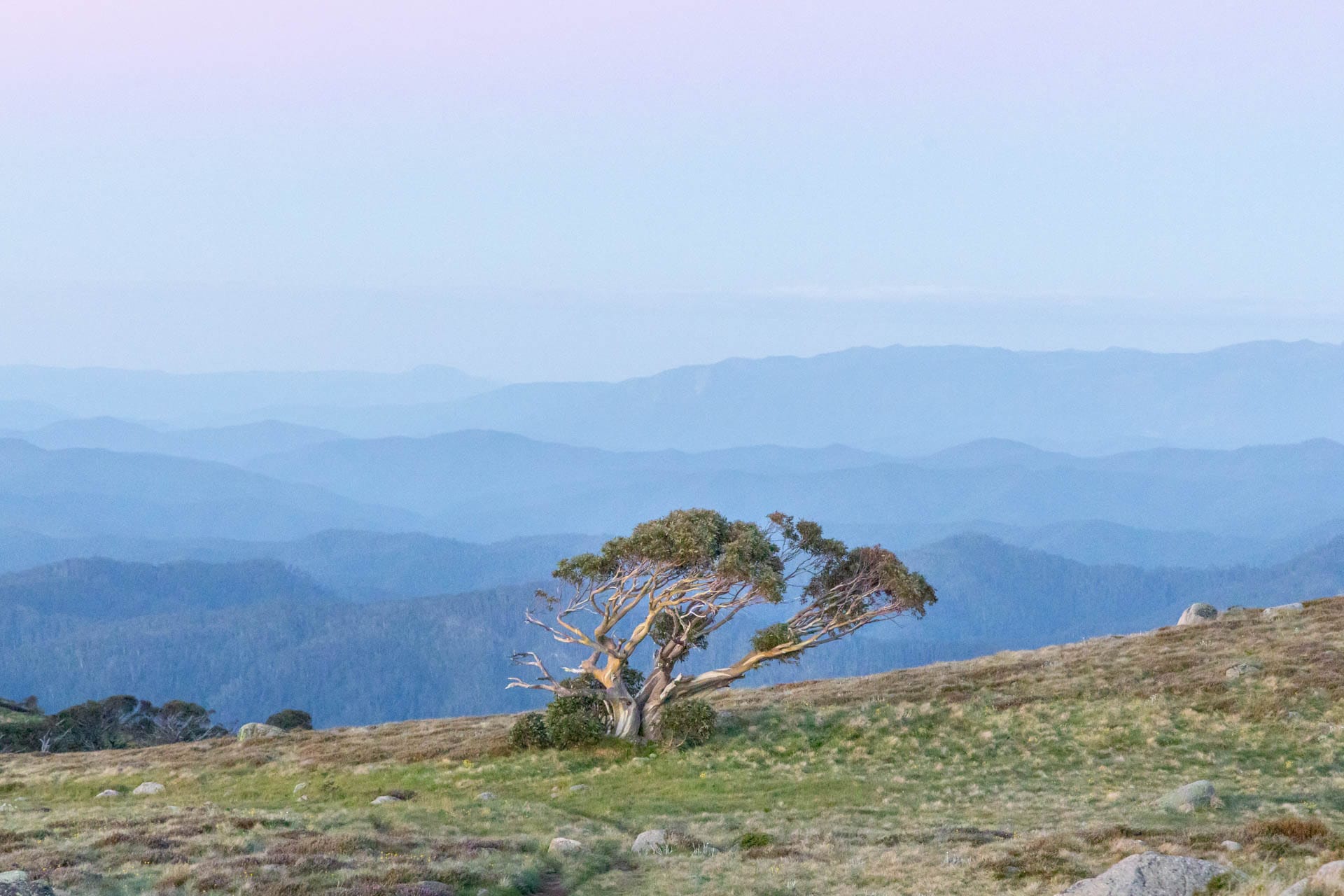 The Toughest Tree, Shot by tim Ashelford, Mt Buller and Mt Stirling, Tourism North East, High Country, Victoria, snowgum, layers