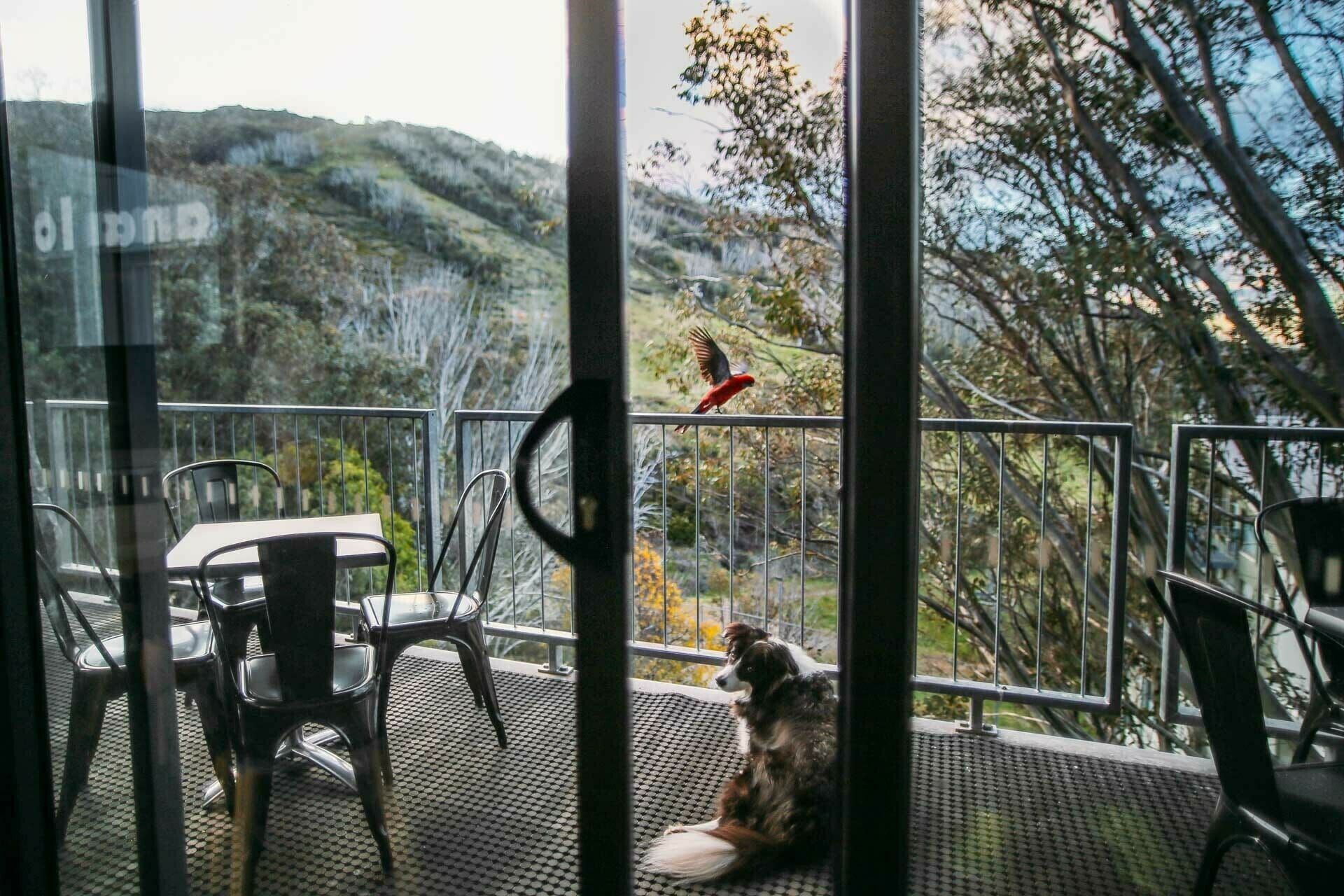 skye on the balcony of Diana Alpine Lodge, shot by Kale Munro, Tourism North East, Falls Creek, High Country, Victoria, dog, rosella, balcony