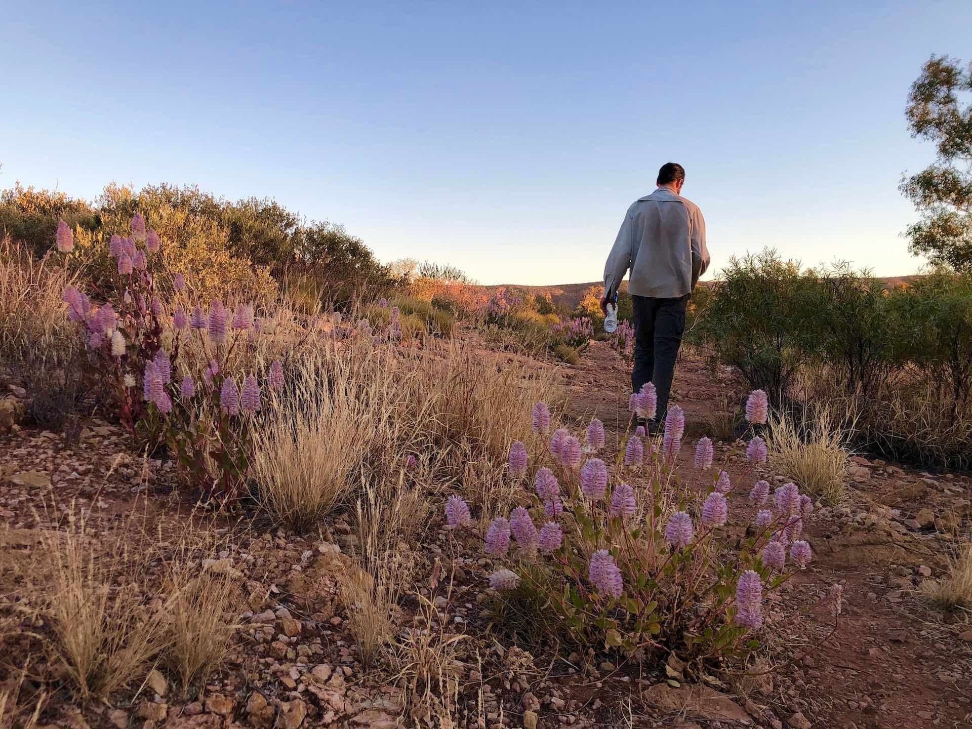 6 Mistakes to Avoid When Planning Your Hiking Trip, Alice Wisse - hiking, larapinta, wildflowers