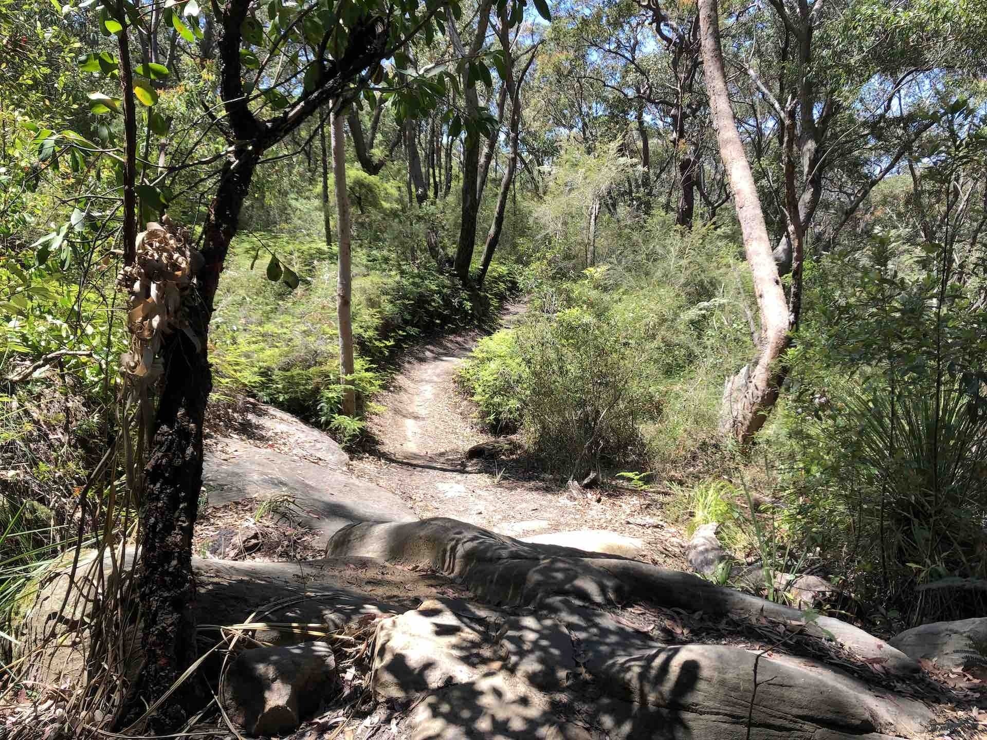 The Twin Peaks Loop Track, stephanie Lentz - Gadigal National Park, hiking, path