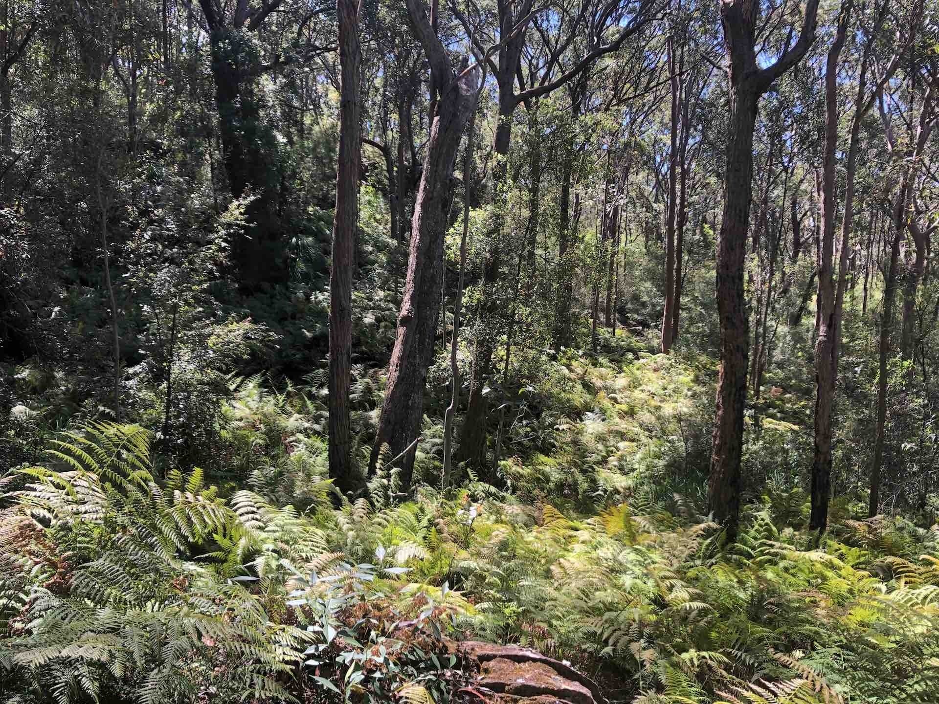 The Twin Peaks Loop Track, stephanie Lentz - Gadigal National Park, hiking, path, bushland