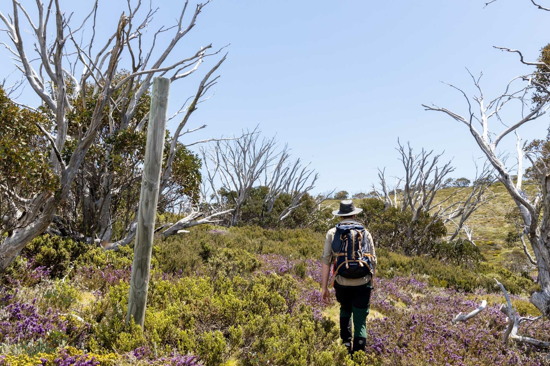 jean-francois rupp, alpine nature experience, Hiking Mt Hotham – High Country Walks You Have To Experience, photo by Tim Ashelford, High Country, Victoria, alpine